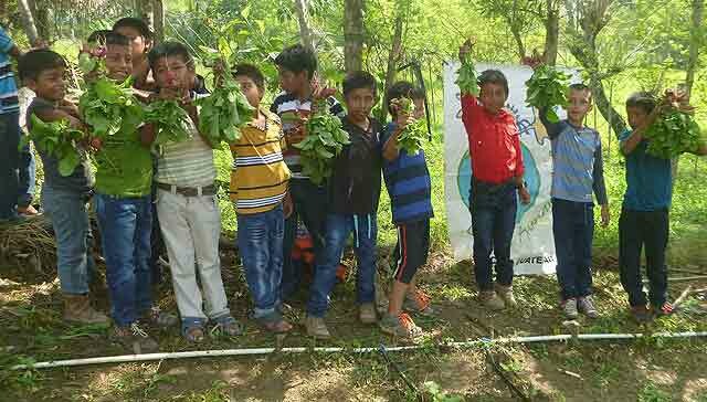 102034009122943704-guatemala-cosecha-huertos-1.jpg