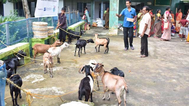 INDIA_MAM_CABRAS.jpg