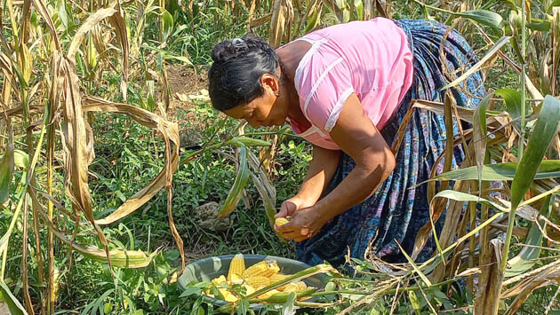 GUATEMALA_MAIZ1.jpg